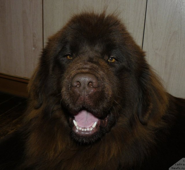 Фото: ньюфаундленд Maritsa s Berega Dona for Pchiolkin Dom (Марица с Берега Дона для Пчёлкиного Дома)