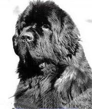 Фото: ньюфаундленд John's Big Ben of Pouch Cove