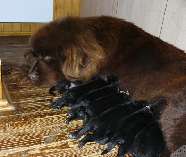Фото: ньюфаундленд Maritsa s Berega Dona for Pchiolkin Dom (Марица с Берега Дона для Пчёлкиного Дома)