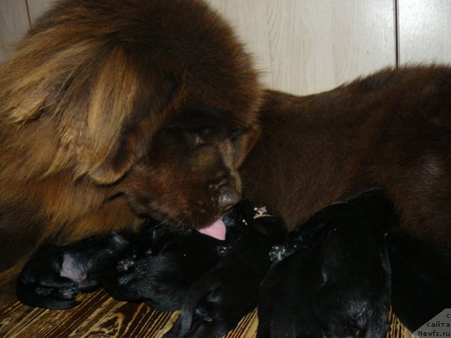 Фото: ньюфаундленд Maritsa s Berega Dona for Pchiolkin Dom (Марица с Берега Дона для Пчёлкиного Дома)