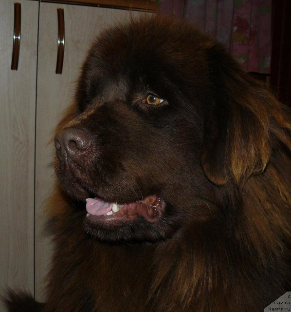 Фото: ньюфаундленд Maritsa s Berega Dona for Pchiolkin Dom (Марица с Берега Дона для Пчёлкиного Дома)