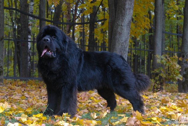 Фото: ньюфаундленд Kloofbears My Dream for Sent Djons