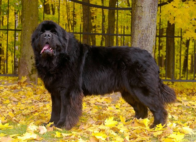 Фотография № 54612