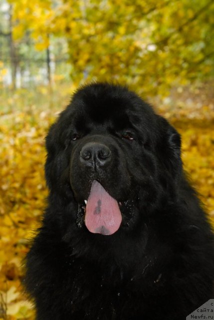 Фотография № 54620