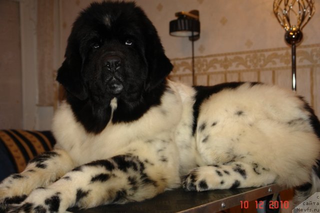 Фотография № 54621