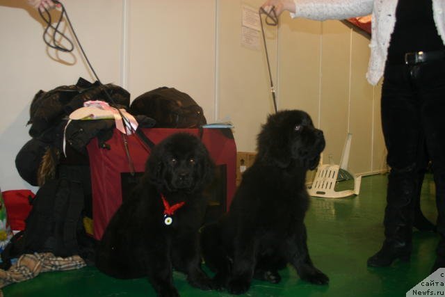 Фото: Их Высочество Вилана Блум и Их Высочество Виола Жанмоника.