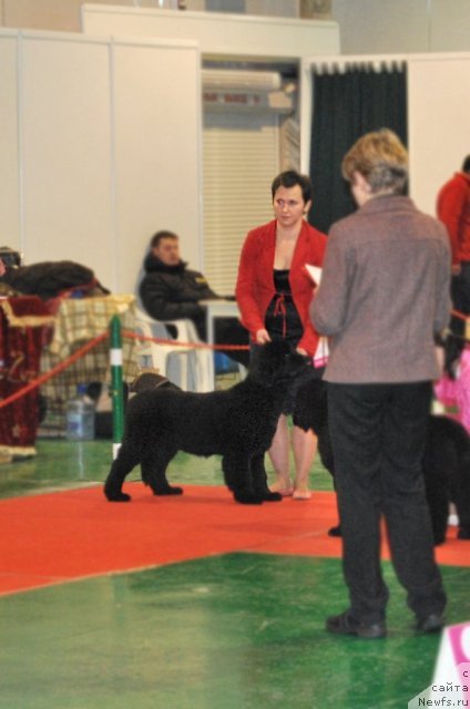 Фото: ньюфаундленд Ih Visochestvo Vilana Blum (Их Высочество Вилана Блум)