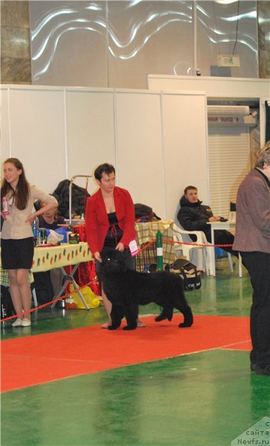 Фото: ньюфаундленд Ih Visochestvo Vilana Blum (Их Высочество Вилана Блум)