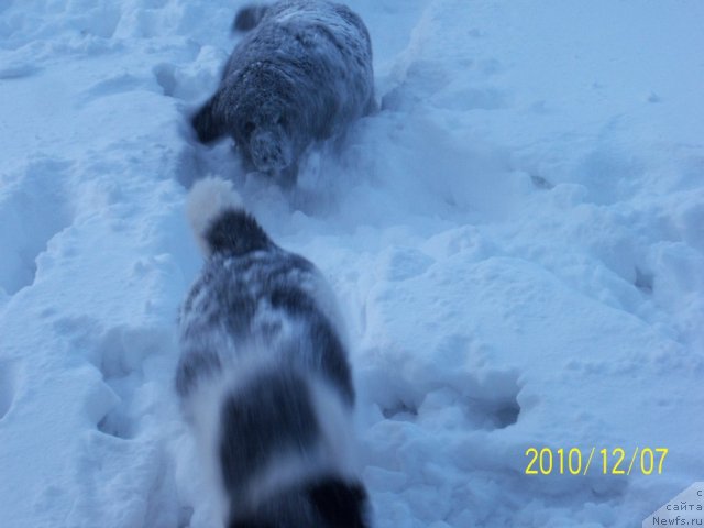 Фото: ньюфаундленд Ih Visochestvo Vilana Blum (Их Высочество Вилана Блум), ньюфаундленд Fiamettahauz  Nunki (Фиаметтахауз Нунки)
