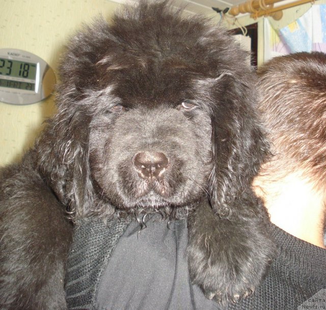 Фото: ньюфаундленд Ih Vyisochestvo Vangeliks May Favorit (Их Высочество Вангеликс Май Фаворит)