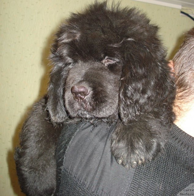 Фото: ньюфаундленд Ih Vyisochestvo Vangeliks May Favorit (Их Высочество Вангеликс Май Фаворит)