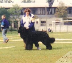 Фото: ньюфаундленд Frihedshabs Nat King Coole