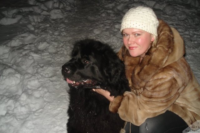 Фото: ньюфаундленд Akvatoriya Kelvin Integra (Акватория Келвин Интегра), Elena Osotkina (Елена Осоткина)