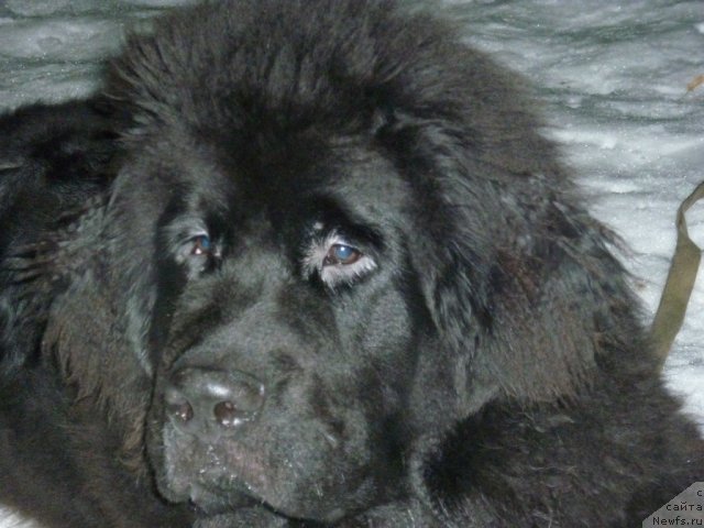 Фото: ньюфаундленд Il'ya Muromec (Илья Муромец)