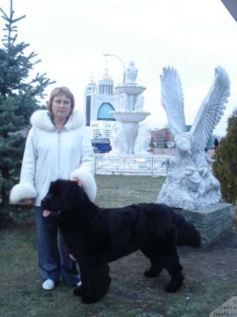 Фото: ньюфаундленд Beguschaya po Volnam Regatta Katti Sark (Бегущая по Волнам Регатта Катти Сарк), Natal'ya Fedosova (Наталья Федосова)