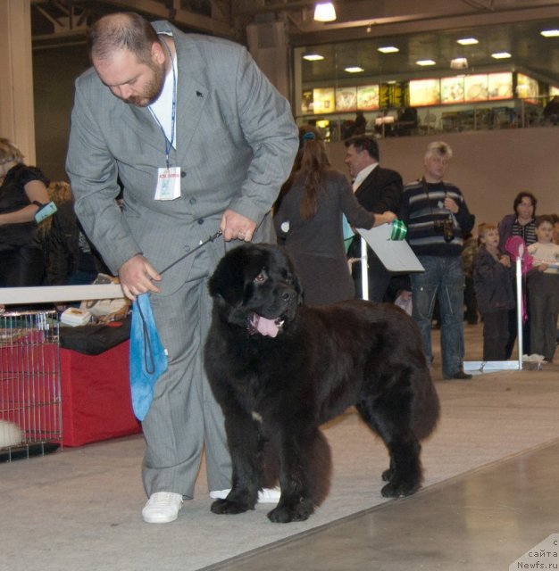 Фото: ньюфаундленд Parker s Berega Dona (Паркер с Берега Дона)