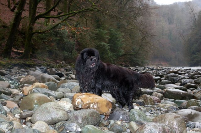 Фото: ньюфаундленд Potap Fidel' (Потап Фидель)