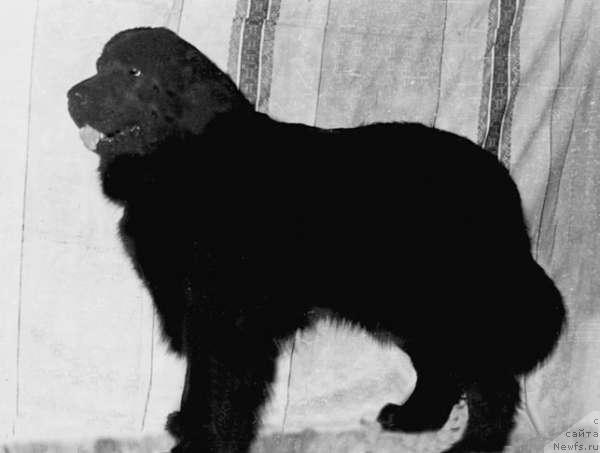 Фото: ньюфаундленд Zosya Hyeppi Djey (Зося Хэппи Джей)