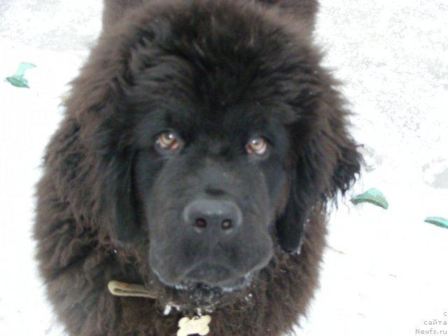 Фото: ньюфаундленд Ih Vyisochestvo Vilbart Miryey (Их Высочество Вилбарт Мирэй)