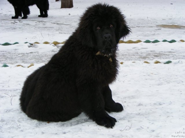 Фото: ньюфаундленд Ih Vyisochestvo Vilbart Miryey (Их Высочество Вилбарт Мирэй)