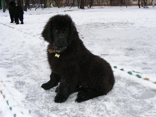 Фото: ньюфаундленд Ih Vyisochestvo Vilbart Miryey (Их Высочество Вилбарт Мирэй)
