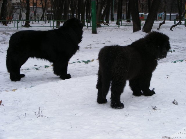 Фото: ньюфаундленд Ih Vyisochestvo Vilbart Miryey (Их Высочество Вилбарт Мирэй)