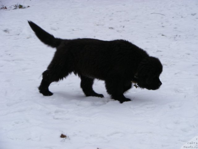 Фото: ньюфаундленд Ih Vyisochestvo Vilbart Miryey (Их Высочество Вилбарт Мирэй)