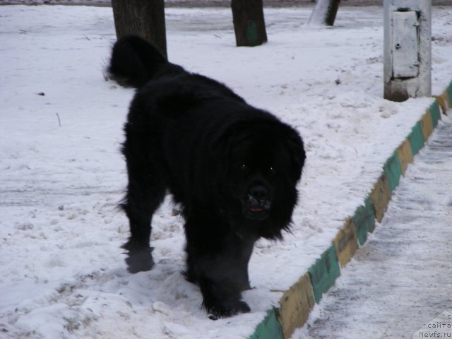 Фото: ньюфаундленд Plyushevaya Panda Mister Iks (Плюшевая Панда Мистер Икс)