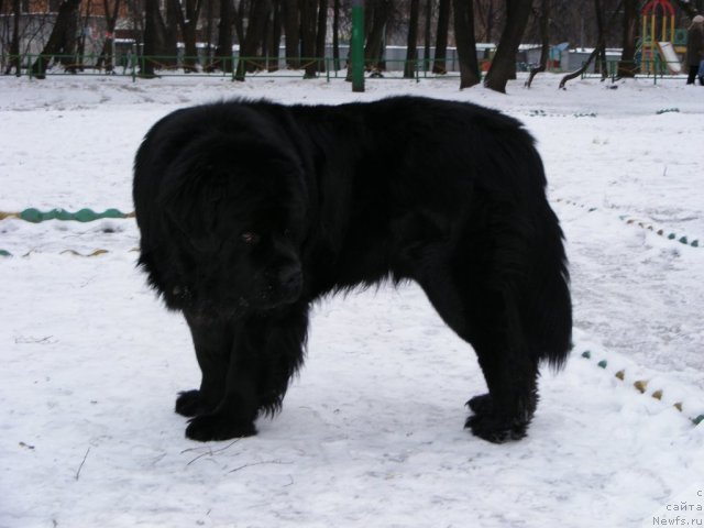 Фото: ньюфаундленд Plyushevaya Panda Mister Iks (Плюшевая Панда Мистер Икс)