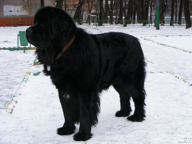 Фото: ньюфаундленд Plyushevaya Panda Mister Iks (Плюшевая Панда Мистер Икс)