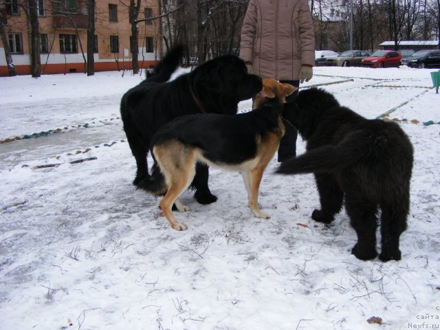 Фото: ньюфаундленд Plyushevaya Panda Mister Iks (Плюшевая Панда Мистер Икс)