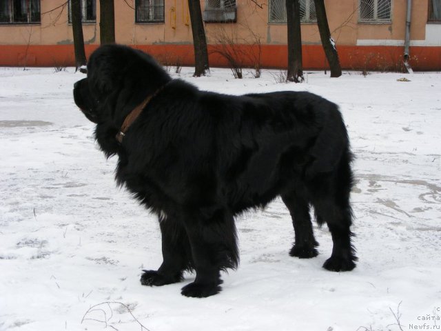 Фото: ньюфаундленд Plyushevaya Panda Mister Iks (Плюшевая Панда Мистер Икс)