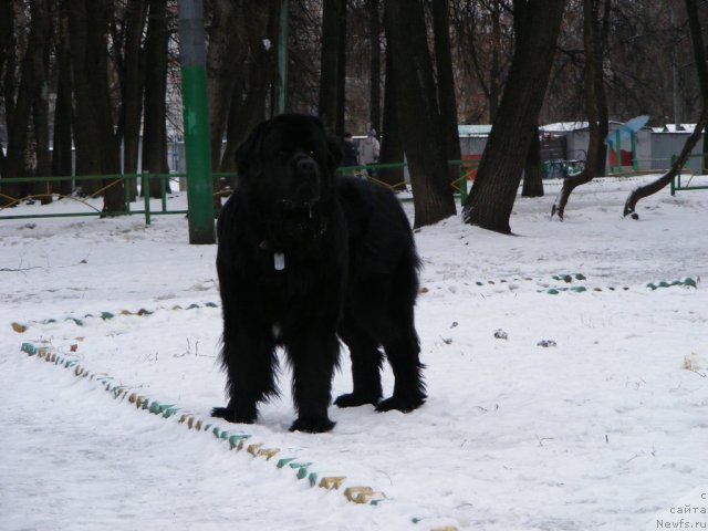 Фото: ньюфаундленд Plyushevaya Panda Mister Iks (Плюшевая Панда Мистер Икс)