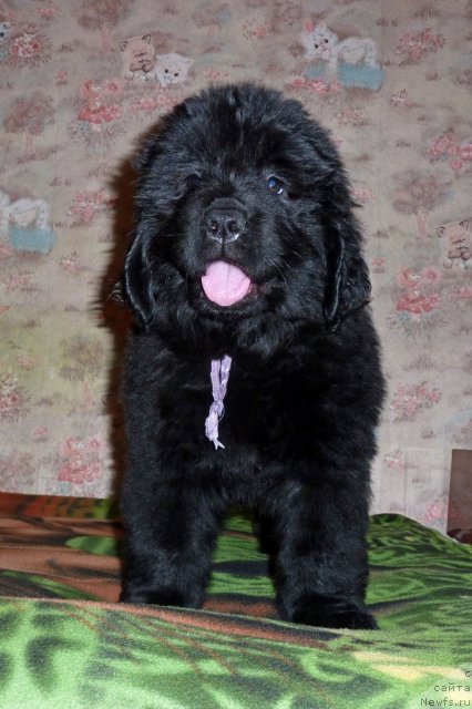 Фото: ньюфаундленд Violett Gryeys Of YEndjel (Виолетт Грэйс Оф Энджел)