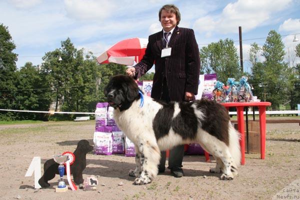 Фото: ньюфаундленд Daanich Shahmatny Oskar (Даанич Шахматный Оскар)