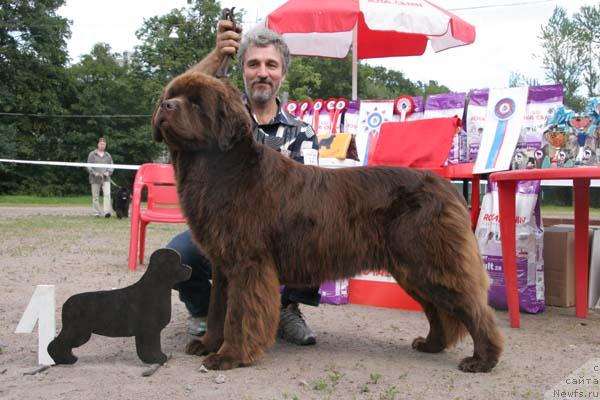 Фото: ньюфаундленд Smigar Zolotoy Malchik (Смигар Золотой Мальчик)