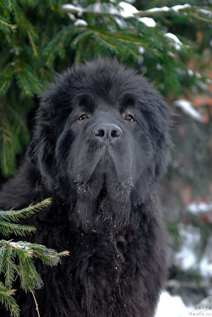 Фото: ньюфаундленд Sent Djons Romance of Love (Сент Джонс Романсе оф Лав)