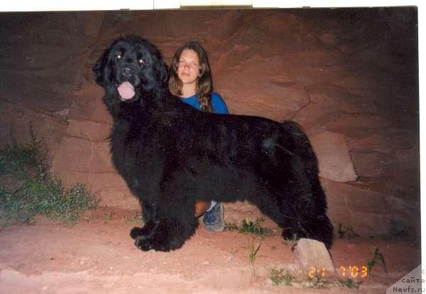 Фото: ньюфаундленд Nefertiti iz Medvejyego Yara (Нефертити из Медвежьего Яра)