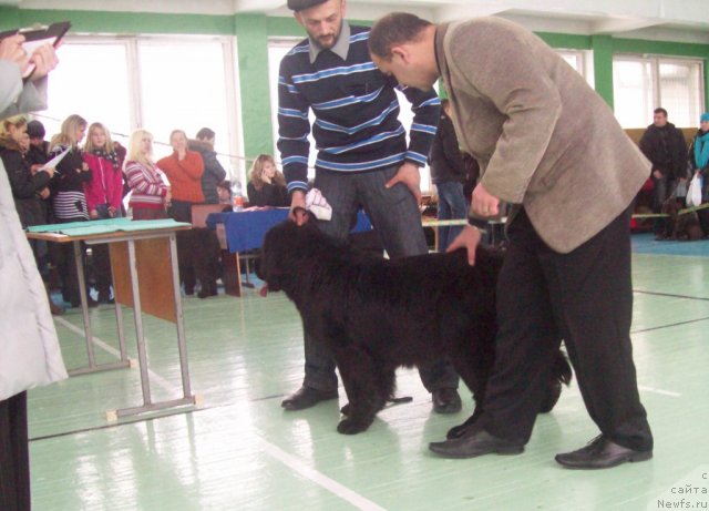 Фото: ньюфаундленд Dayna Kuin (Дайна Куин)