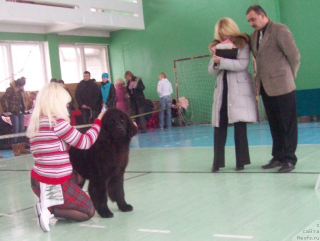 Фото: ньюфаундленд CHudnaya Krasavica (Чудная Красавица), Anna Portnyakova (Анна Портнякова)