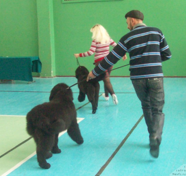 Фото: ньюфаундленд CHudnaya Krasavica (Чудная Красавица), ньюфаундленд CHernyiy Princ (Черный Принц)