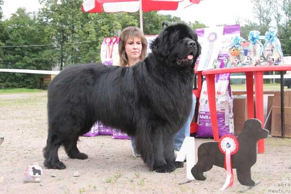 Фото: ньюфаундленд Vivat Vialiki Miadzvedz (Виват Вялiкi Мядзведзь)