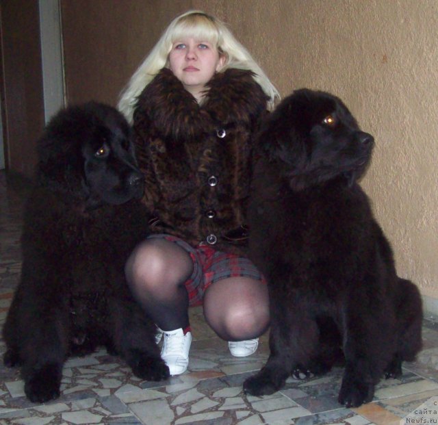 Фото: ньюфаундленд CHernyiy Princ (Черный Принц), Anna Portnyakova (Анна Портнякова), ньюфаундленд CHudnaya Krasavica (Чудная Красавица)
