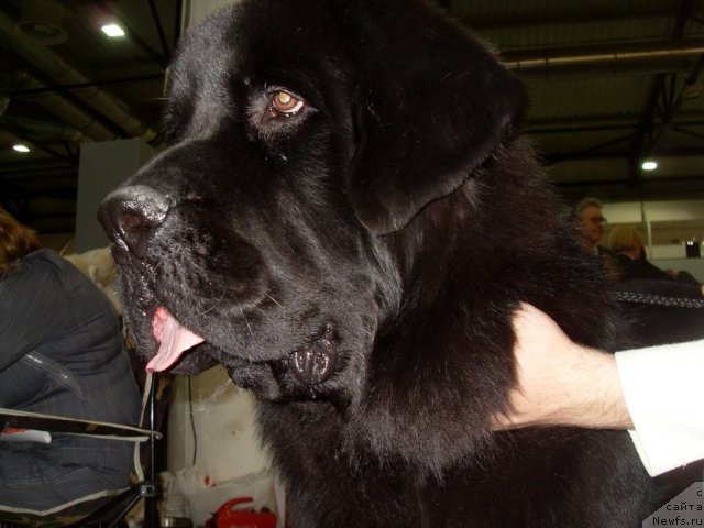 Фото: ньюфаундленд Akcello Faithful Friend Aqua Pearl