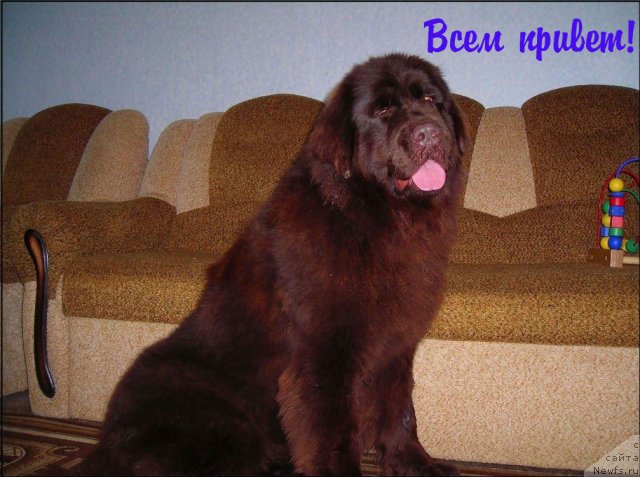 Фото: ньюфаундленд CHernyiy SHarm Abrikosovaya Karamel' (Черный Шарм Абрикосовая Карамель)