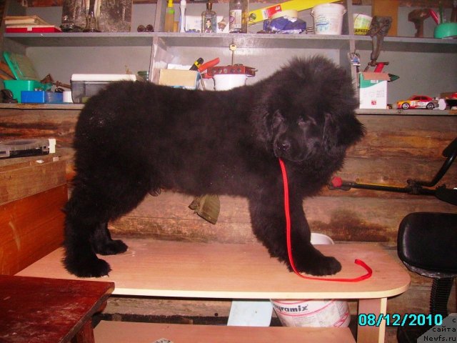 Фото: ньюфаундленд Ih Vyisochestvo Vladlena Madjiks (Их Высочество Владлена Маджикс)