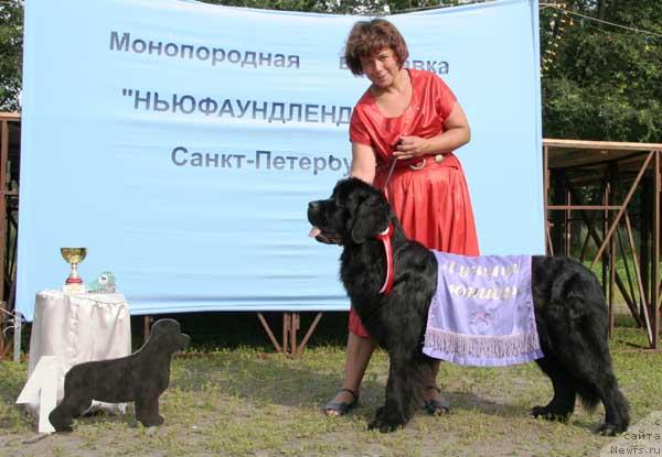 Фото: ньюфаундленд Talula Bell (Талула Белл)