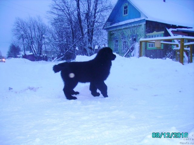 Фото: ньюфаундленд Ih Vyisochestvo Vladlena Madjiks (Их Высочество Владлена Маджикс)