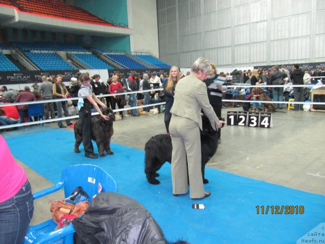 Фото: ньюфаундленд Dyurbahler Klab Al'faretta Vin'etta (Дюрбахлер Клаб Альфаретта Виньетта), ньюфаундленд Toptyijka Nyeydjil ot Nadin (Топтыжка Нэйджил от Надин), Nina Bazulina (Нина Базулина), Рита Долотова