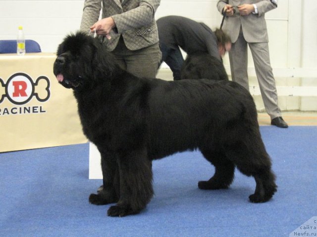 Фото: ньюфаундленд Begushaya po Volnam Vam I Ne Snilos (Бегущая по Волнам Вам и не Снилось)